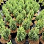 Borievka čínska  (Juniperus chinensis) ´STRICTA´ - výška 20 - 40 cm, kont. C3L